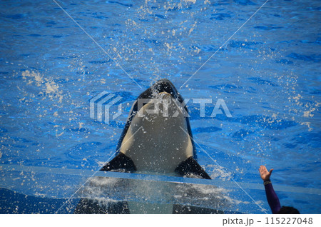 神戸須磨シーワールド 神戸須磨シーワールド 115227048