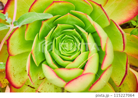 Close up of inner core of green flowering succulent with red tipped petals 115227064