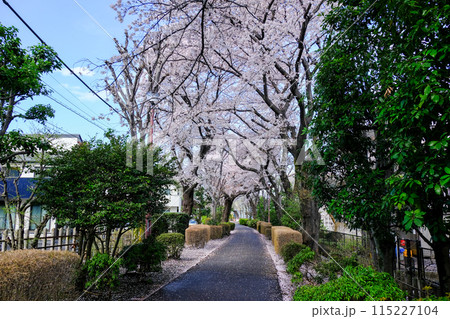 東京都　春　国分寺市　西町緑地　遊歩道の桜 115227104