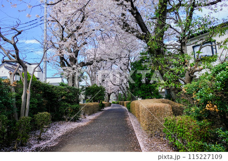 東京都　春　国分寺市　西町緑地　遊歩道の桜 115227109