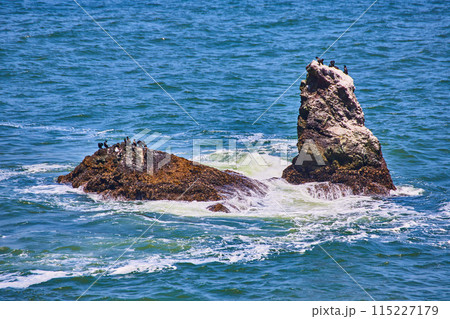 Brown birds on partially submerged rocks in ocean 115227179