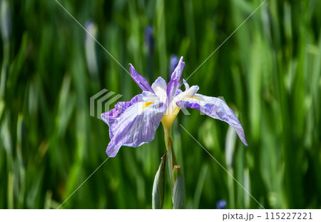ハナショウブ 115227221
