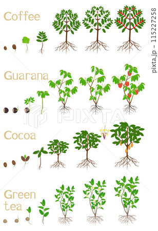 Set of growth cycles of plants drinks on a white background. 115227258