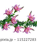 ピンク色のユリの花のイラストのシームレスパターン、ベクターイラスト 115227283