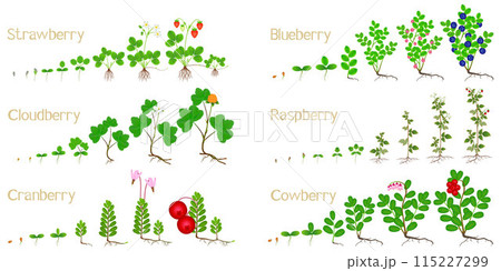 Set of growth cycles of forest berries on a white background. Set of growth cycles of forest berries on a white background. 115227299