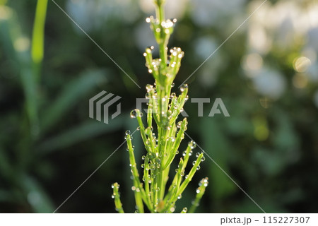 水滴がついたスギナ 115227307