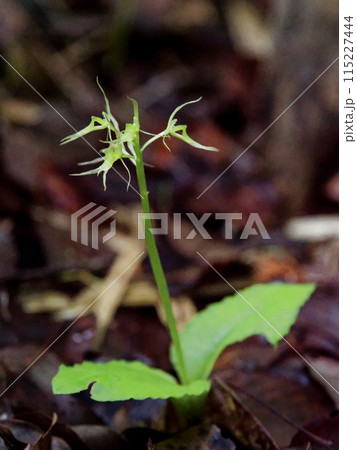 地生蘭　ラン科ジガバチソウ 115227444
