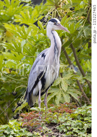 A Grey Heron standing elegantly amidst lush green foliage in its natural habitat A Grey Heron standing elegantly amidst lush green foliage in its natural habitat 115227465