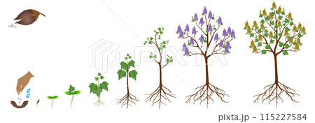 Cycle of growth of a paulownia plant on a white background. 115227584
