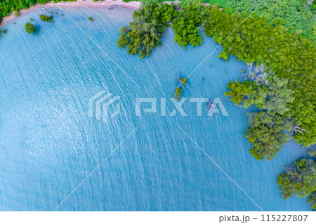 Top view mangrove forest trees with beautiful sea surface and small waves,Ecosystem and healthy environment concept and nature background. 115227807