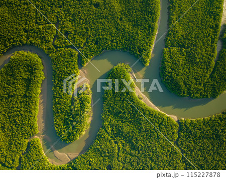 Amazing abundant mangrove forest, Aerial view of forest trees Rainforest ecosystem and healthy environment background, Texture of green trees forest top down, High angle view 115227878