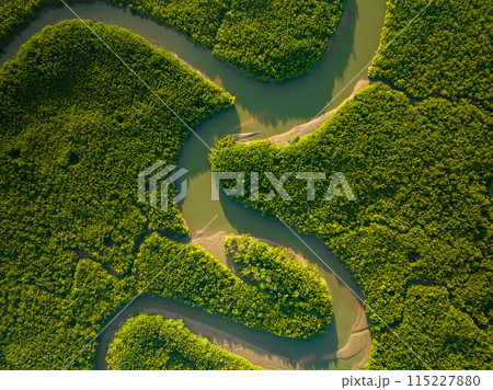 Amazing abundant mangrove forest, Aerial view of forest trees Rainforest ecosystem and healthy environment background, Texture of green trees forest top down, High angle view Amazing abundant mangrove forest, Aerial view of forest trees Rainforest ecosystem and healthy environment background, Texture of green trees forest top down, High angle view 115227880