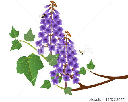 Paulownia branch with flowers and bees on a white background. 115228035