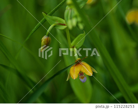 地生蘭 ラン科カキランの開花 地生蘭 ラン科カキランの開花 115228253
