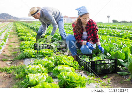 Man and woman harvest crop of salad on field 115228375