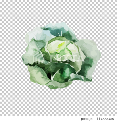 キャベツ 115228380