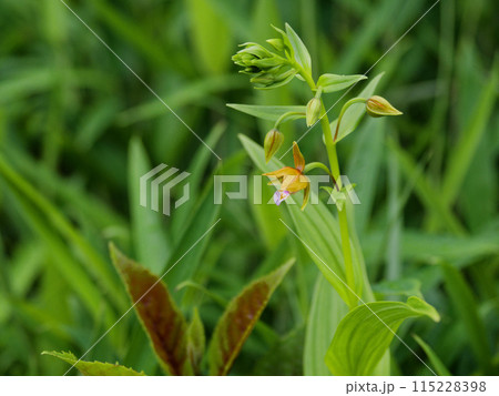 地生蘭 ラン科カキランの開花 地生蘭 ラン科カキランの開花 115228398