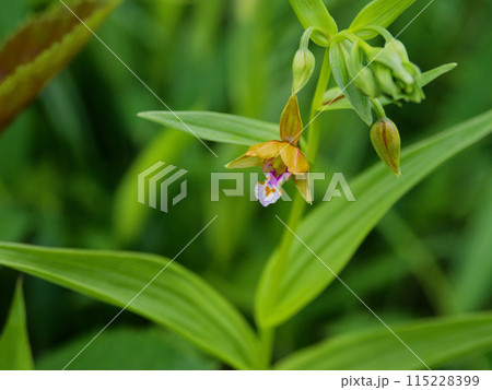 地生蘭 ラン科カキランの開花 地生蘭 ラン科カキランの開花 115228399