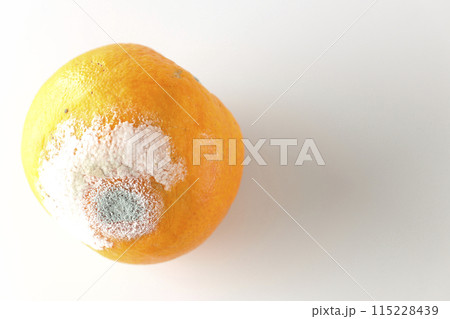 腐りかけのミカン 115228439