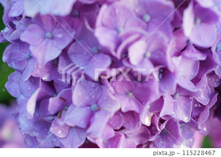 雨に濡れた紫の紫陽花 115228467