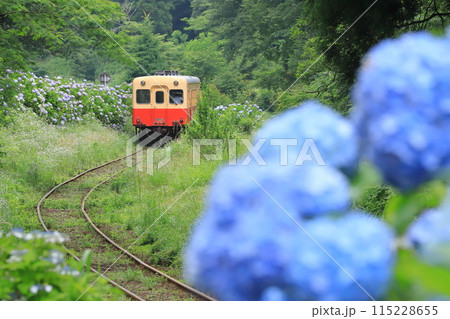 小湊鐵道「山間部の線路際一面に咲く紫陽花の花々」 小湊鐵道「山間部の線路際一面に咲く紫陽花の花々」 115228655