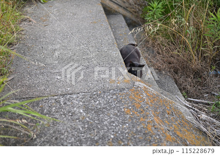 堤防で遊ぶ黒猫 115228679