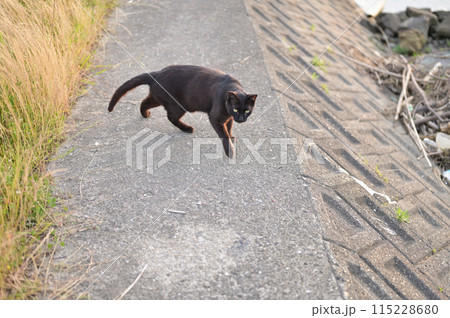 堤防で遊ぶ黒猫 115228680