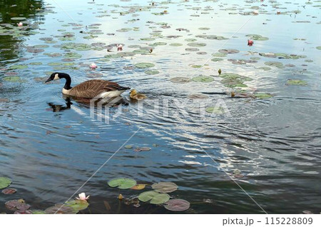 Canada goose and cute gosling on a lake with water lily pads flowers Canada goose and cute gosling on a lake with water lily pads flowers 115228809