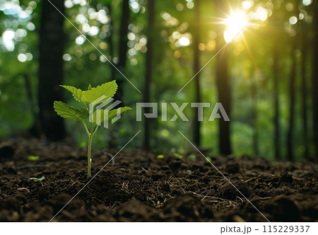 Sprout growth. Young environmental leaf. Grow young tree. Fresh growing forest. Ecology gardening on ground. Seedling botany concept. Spring green life 115229337