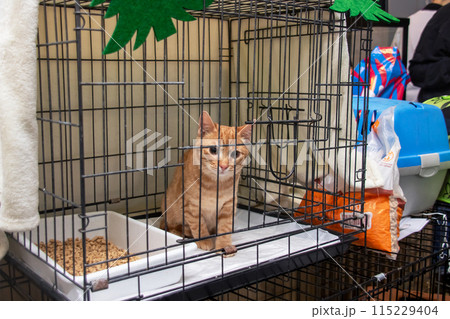 A cat in a cage accompanied by a bag of cat food placed next to it 115229404