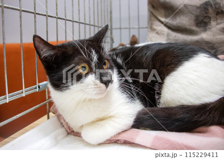 A black and white cat is comfortably resting on a soft pink blanket 115229411
