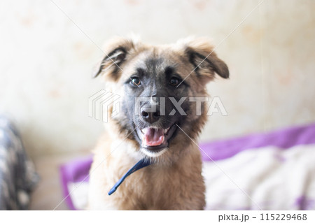 German shepherd dog with tongue out looking at camera German shepherd dog with tongue out looking at camera 115229468