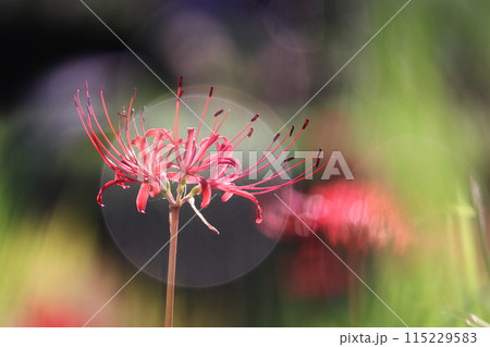美しい背景と赤い彼岸花 115229583