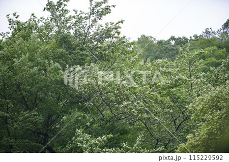 強風にあおられる樹木 強風にあおられる樹木 115229592