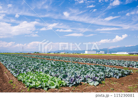 初夏のキャベツ畑 松本市 初夏のキャベツ畑 松本市 115230081