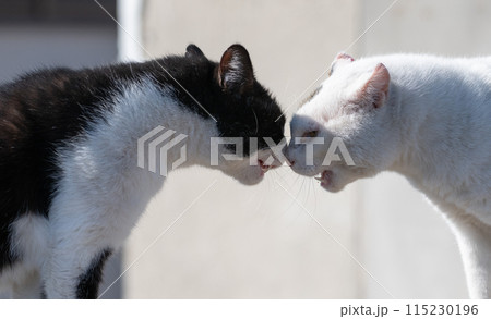 にらみ合う二匹の猫 115230196