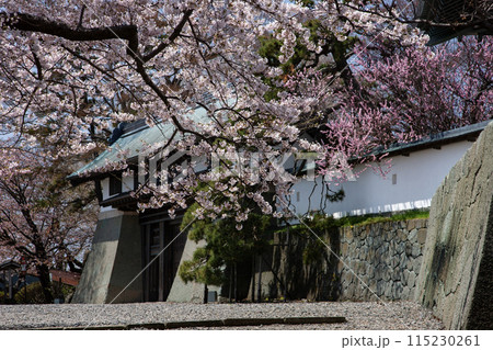 松前城と桜 松前城と桜 115230261