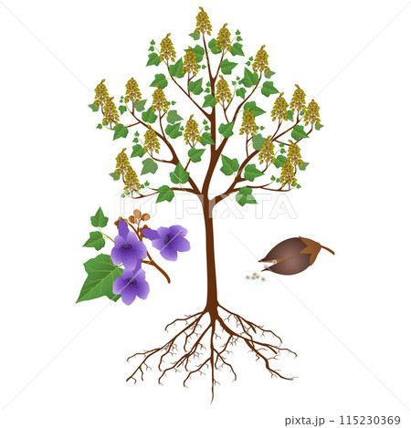 Paulownia tree with fruits and flowers on a white background. 115230369