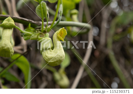 Flowers Aristolochia Manchuria. Liana bud plant. Botany is an endangered species. Flowers Aristolochia Manchuria. Liana bud plant. Botany is an endangered species. 115230371