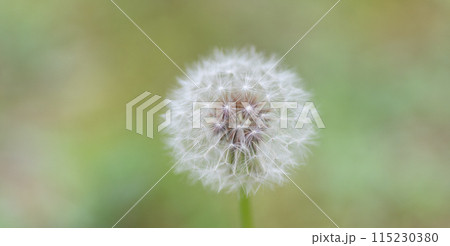 たんぽぽ　綿毛 115230380