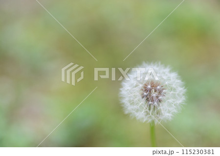 たんぽぽ　綿毛 115230381