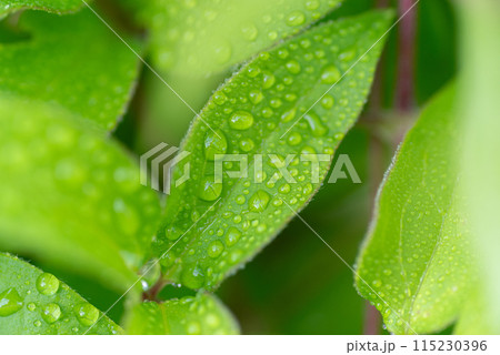 雨に濡れた葉 115230396
