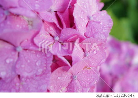 紫陽花 115230547