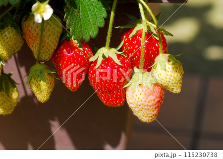 家庭菜園　プランターで栽培中のイチゴ 115230738