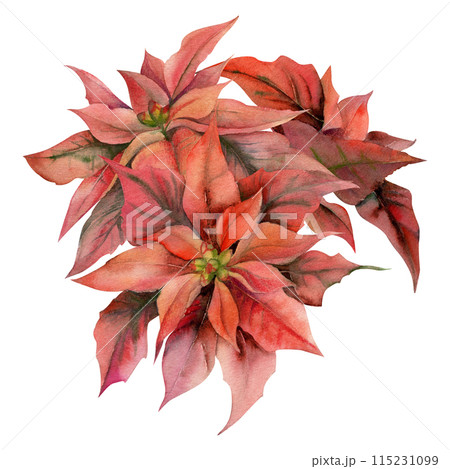 Red poinsettia flowers and leaves. Watercolor hand drawn illustration, boutonniere bouquet isolated on white. Xmas, happy new year festive, noel navidad holiday. For cards, gifts florist wedding. 115231099
