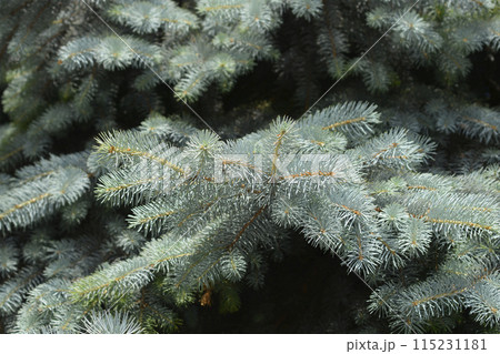 Colorado blue spruce Colorado blue spruce 115231181