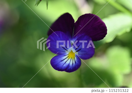 家の庭に咲いたスミレの花 家の庭に咲いたスミレの花 115231322