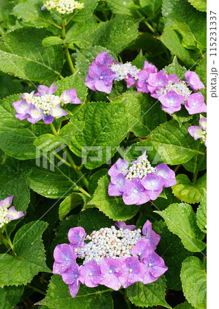 きれいな額紫陽花 きれいな額紫陽花 115231337