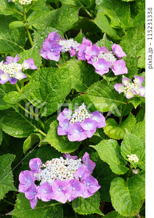 きれいな額紫陽花 きれいな額紫陽花 115231338