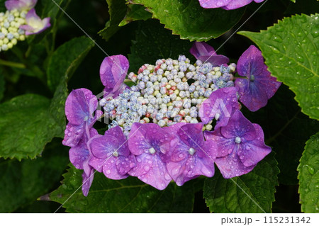 きれいな額紫陽花 きれいな額紫陽花 115231342
